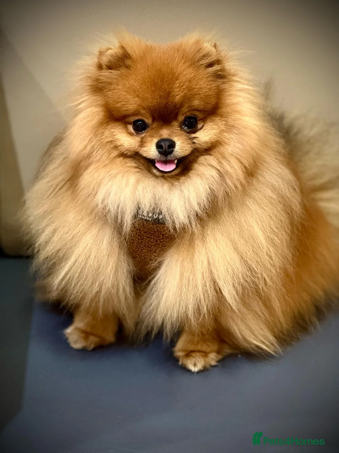 Pomeranian dogs for sale: 2 kg teddy bear boy looking for home🏡 - Advert 9