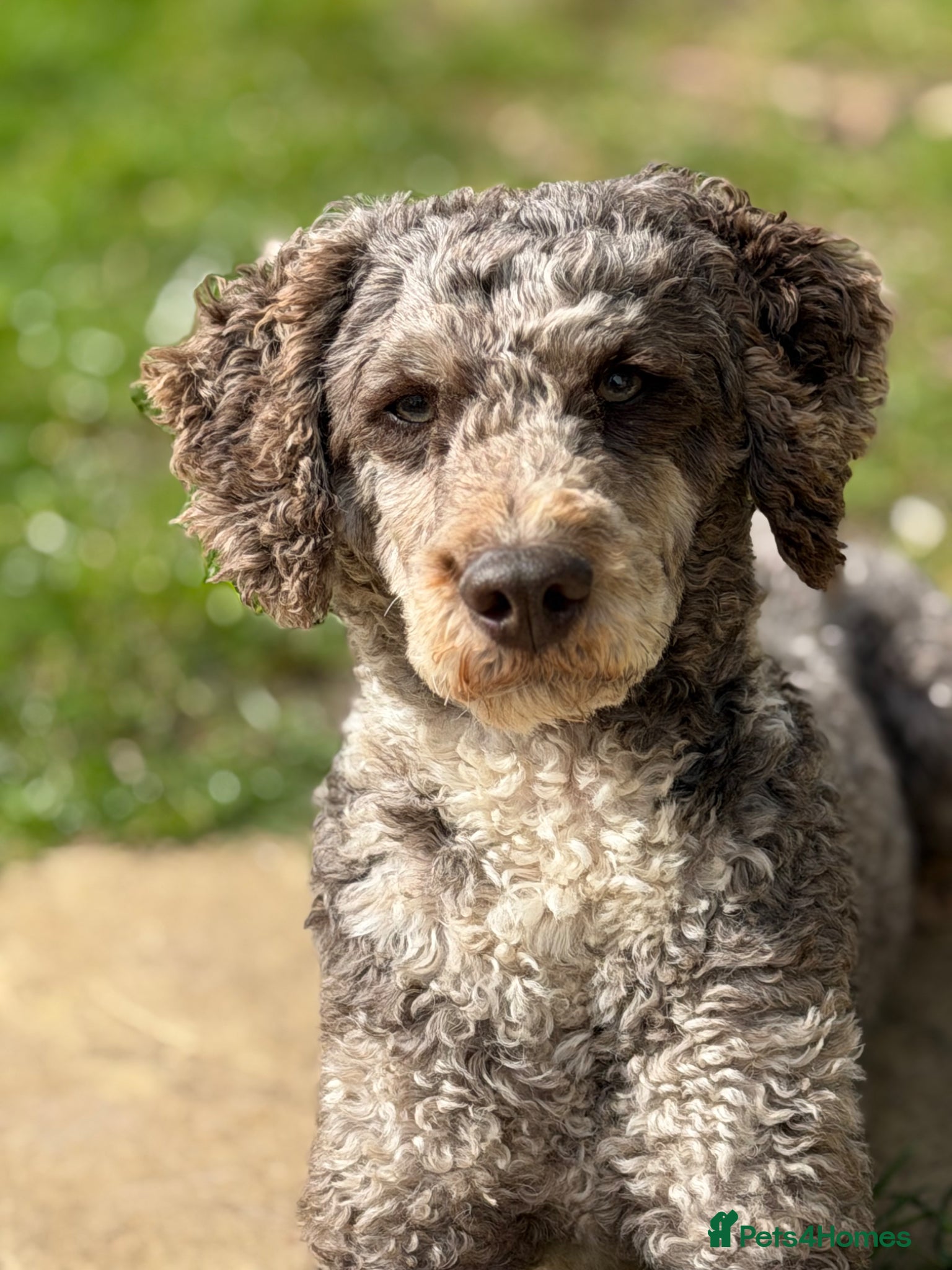 Miniature Poodle dogs Chocolate Merle Miniature Poodle Fully DNA Tested - Advert 14