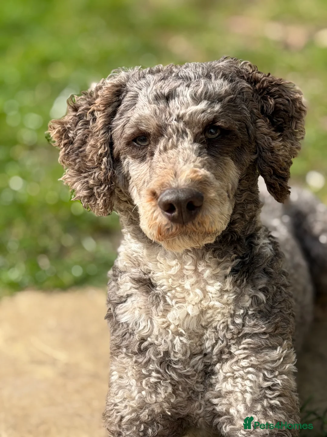 Miniature Poodle dogs for stud: Chocolate Merle Miniature Poodle Fully DNA Tested - Advert 1