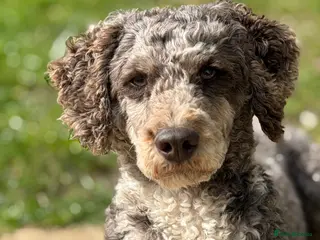 Miniature Poodle dogs Chocolate Merle Miniature Poodle Fully DNA Tested - Advert 14
