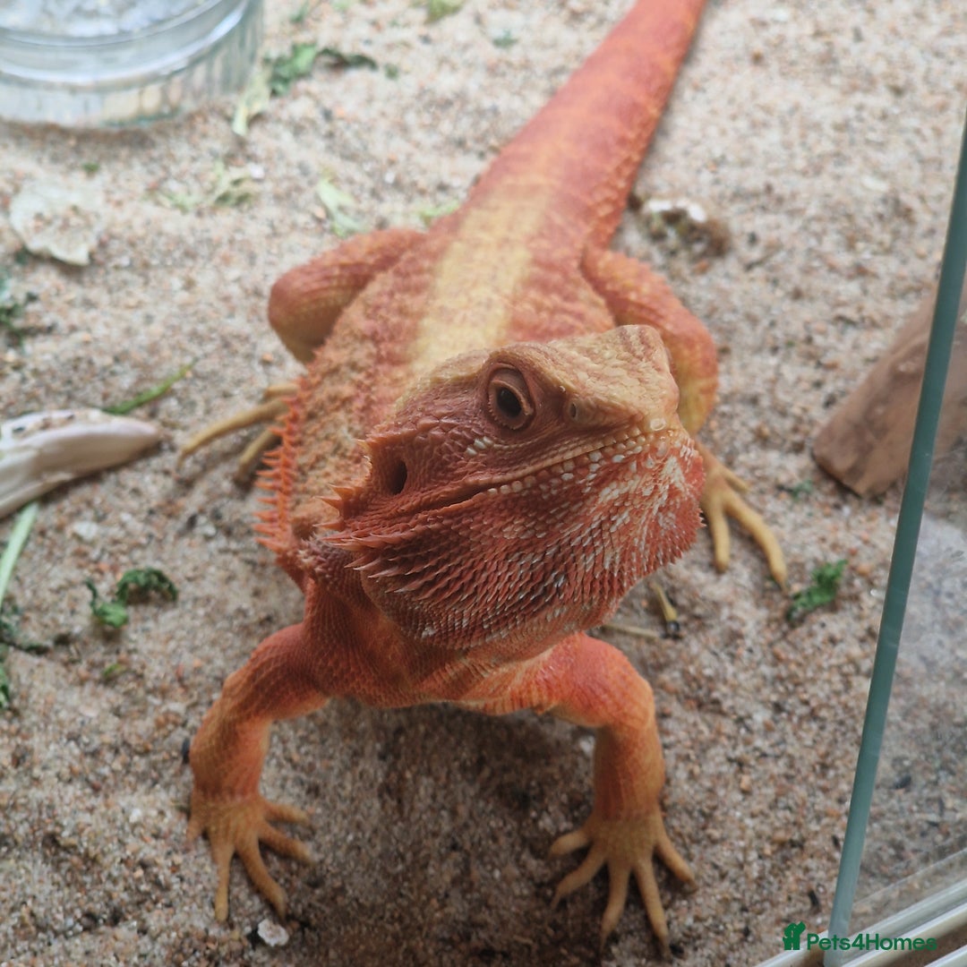 Bearded Dragon reptiles for sale: Red translucent bearded dragon for sale  - Advert 5