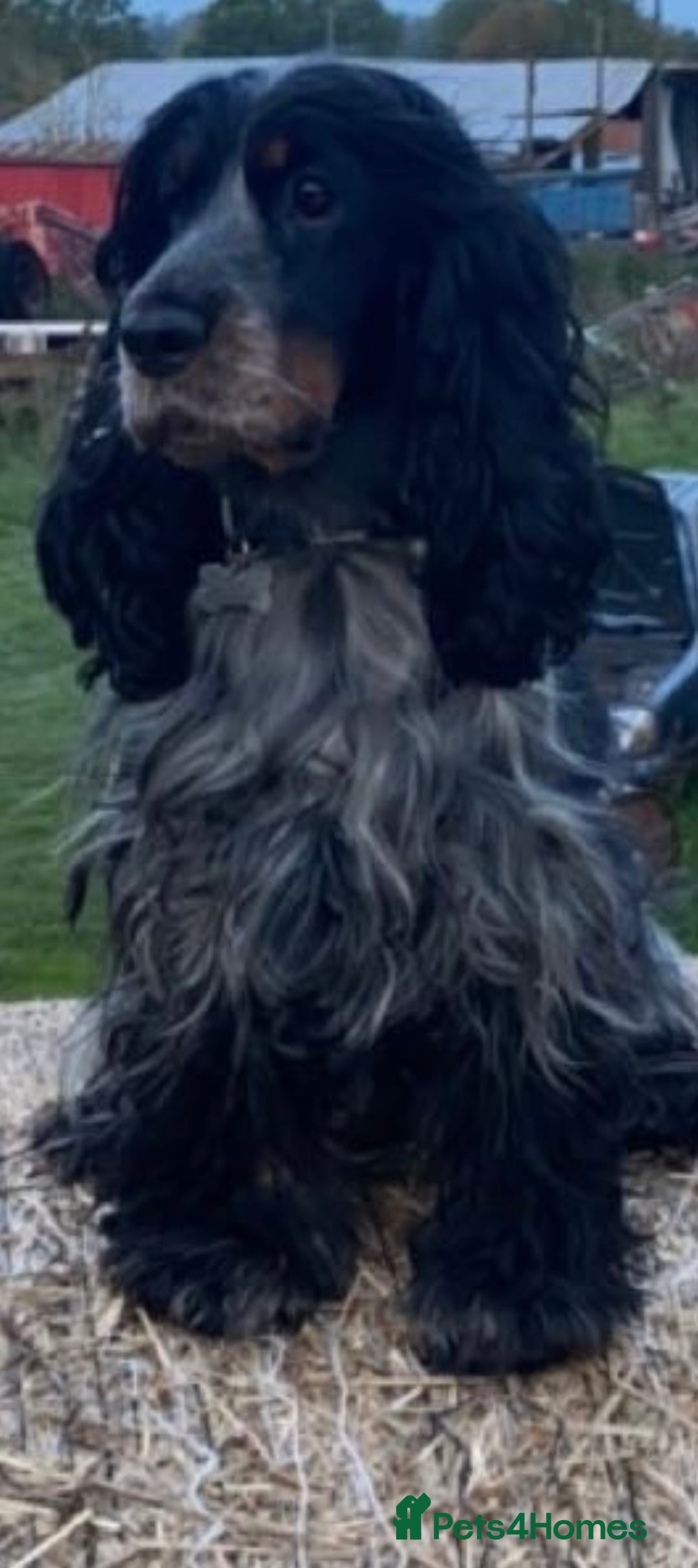 Cocker Spaniel dogs for sale: Show Cocker Spaniel Boys- Ready now - Advert 10