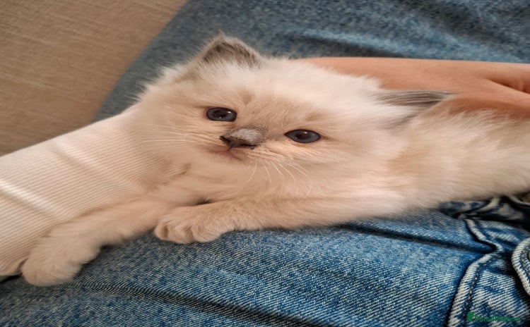 Ragdoll cats - Advert 10