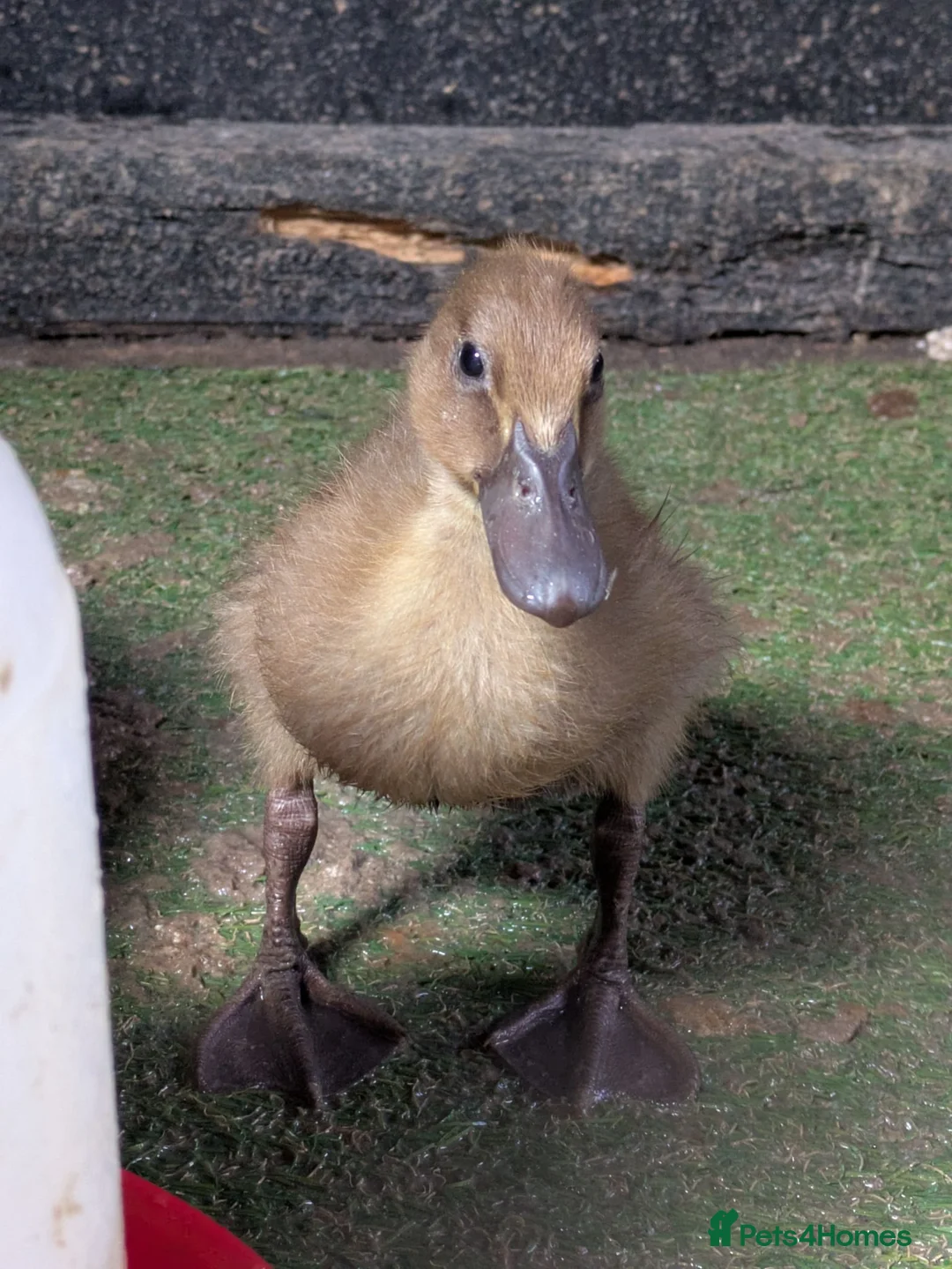 Ducks poultry for sale: Khaki campbell cross ducklings for sale  - Advert 2