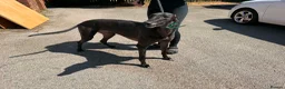 Greyhound dogs for sale: Wylder - Advert 3