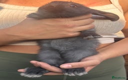 Continental Giant rabbits for sale: Baby giants  - Image 2