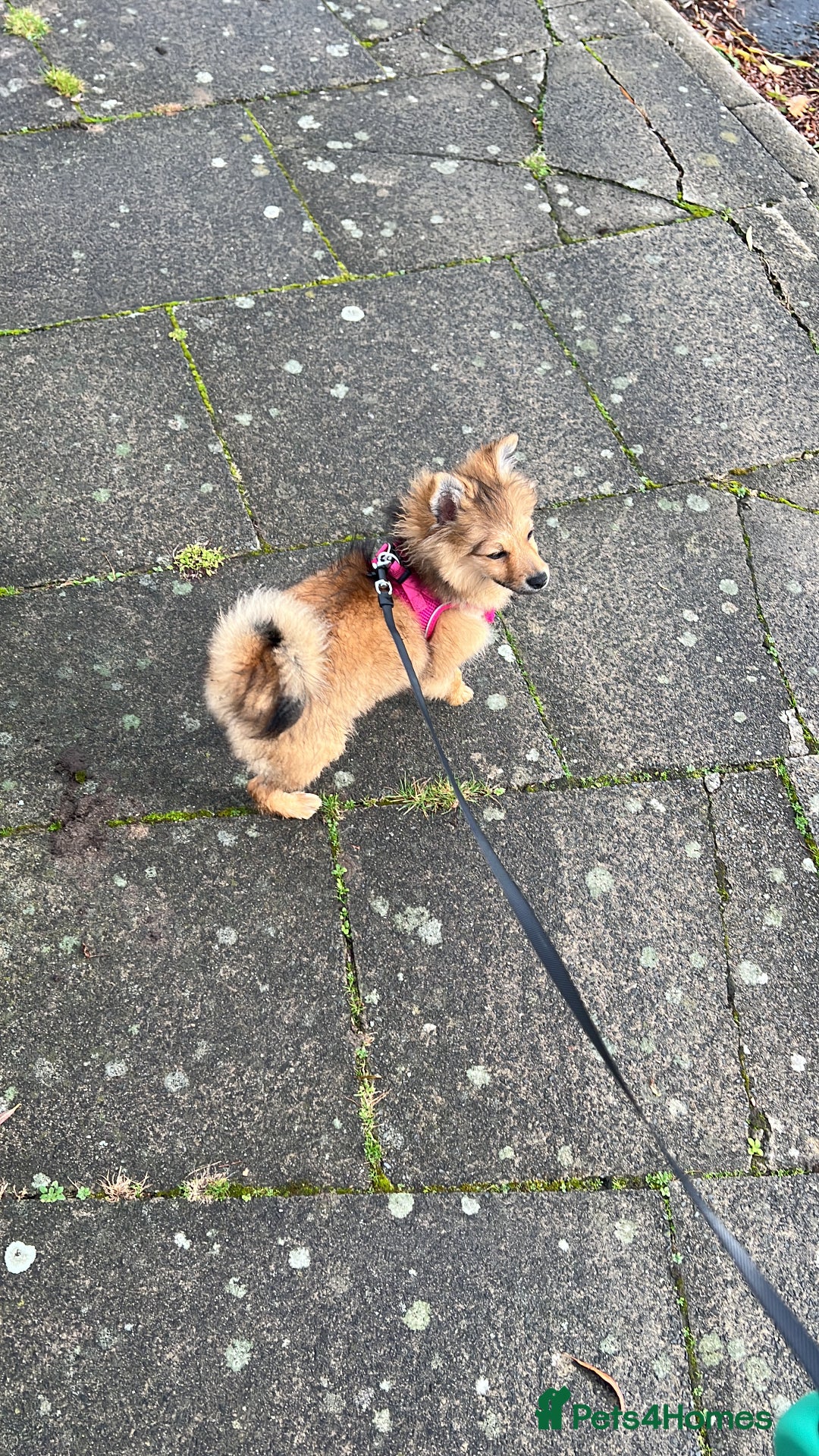 Mixed Breed dogs for sale: *RESERVED* 6 month old Pomeranian mix,m - Advert 9