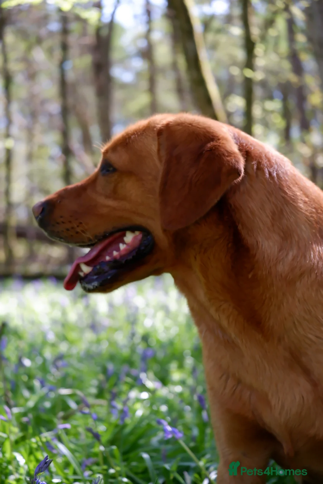 Labrador Retriever dogs for stud: PROVEN KC Fox Red Health Tested Labrador Stud Dog - Advert 1