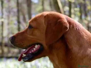 Labrador Retriever dogs PROVEN KC Fox Red Health Tested Labrador Stud Dog - Advert 23