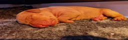 Hungarian Vizsla dogs for sale: Beautiful Hungarian Vizsla Puppies - Advert 4