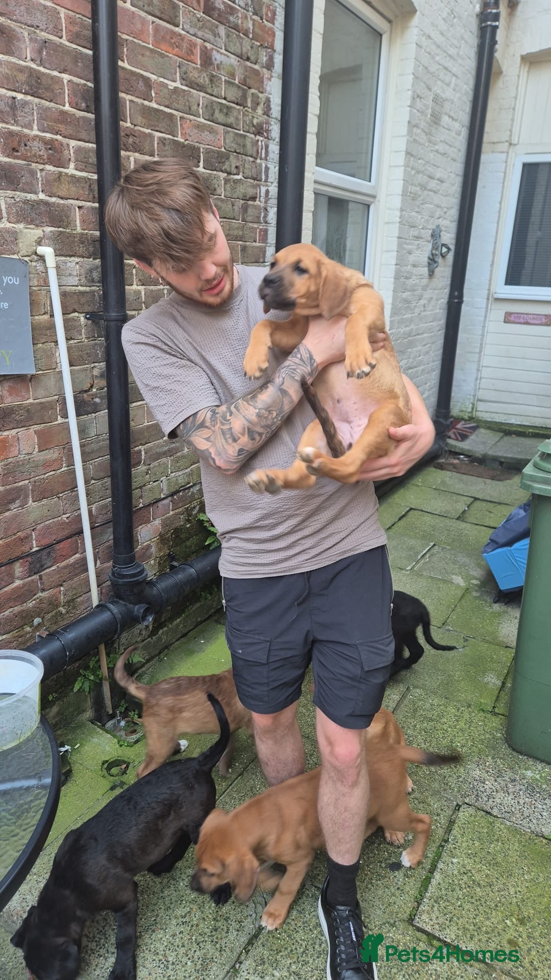 Mixed Breed dogs for sale: Dogue de Bordeaux x borador - Image 4