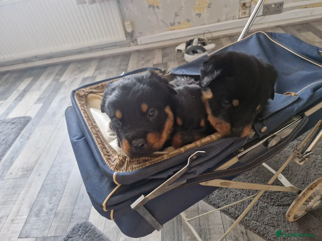 Rottweiler dogs for sale: Stunning chunky Rothwell puppies in Kidderminster - Advert 2