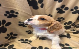 Cavalier King Charles Spaniel dogs for sale: ✨Adorable King Charles Cavalier Puppies✨READY NOW✨ - Advert 11