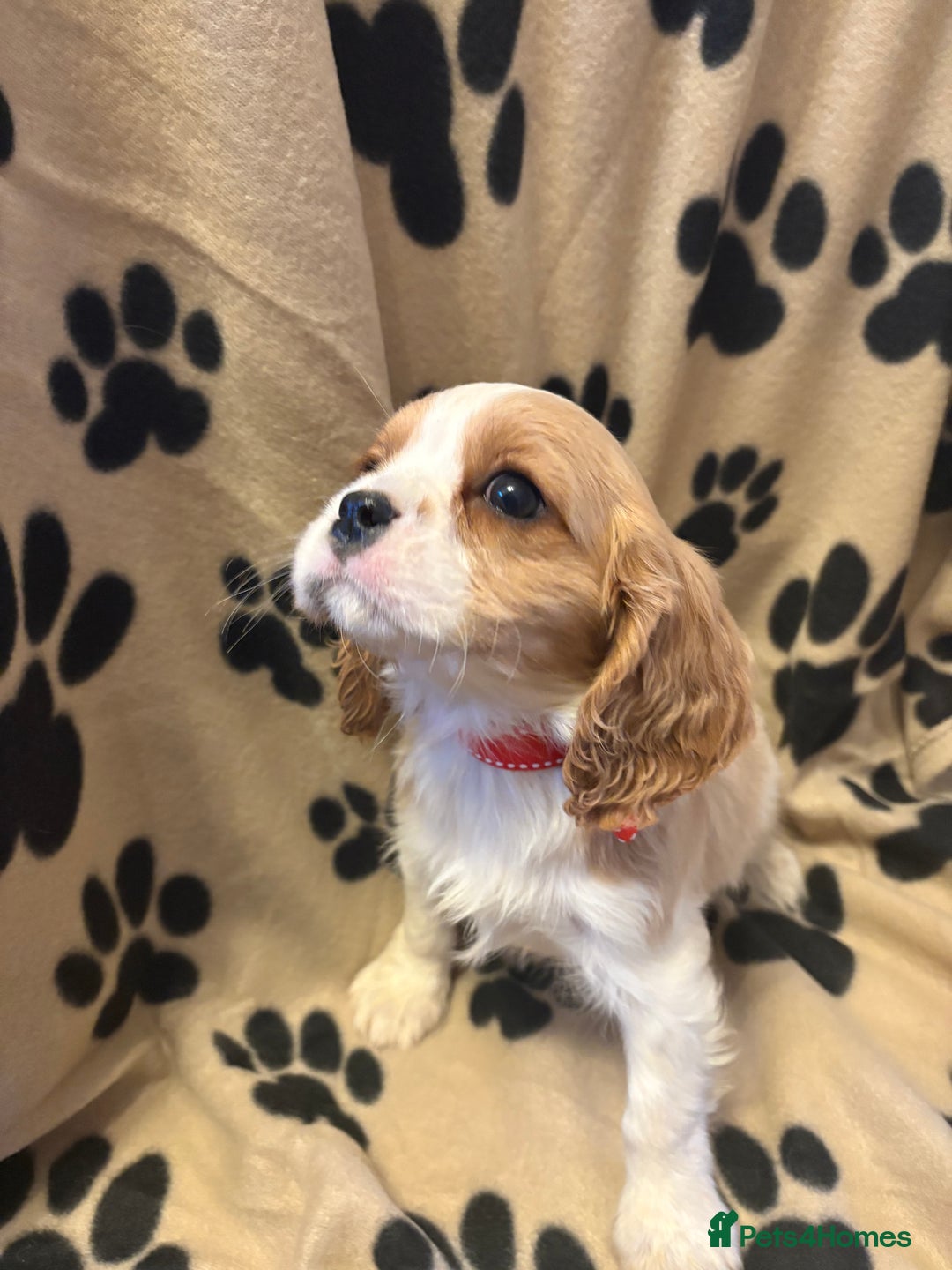 Cavalier King Charles Spaniel dogs for sale: ✨Adorable King Charles Cavalier Puppies✨READY NOW✨ - Advert 11