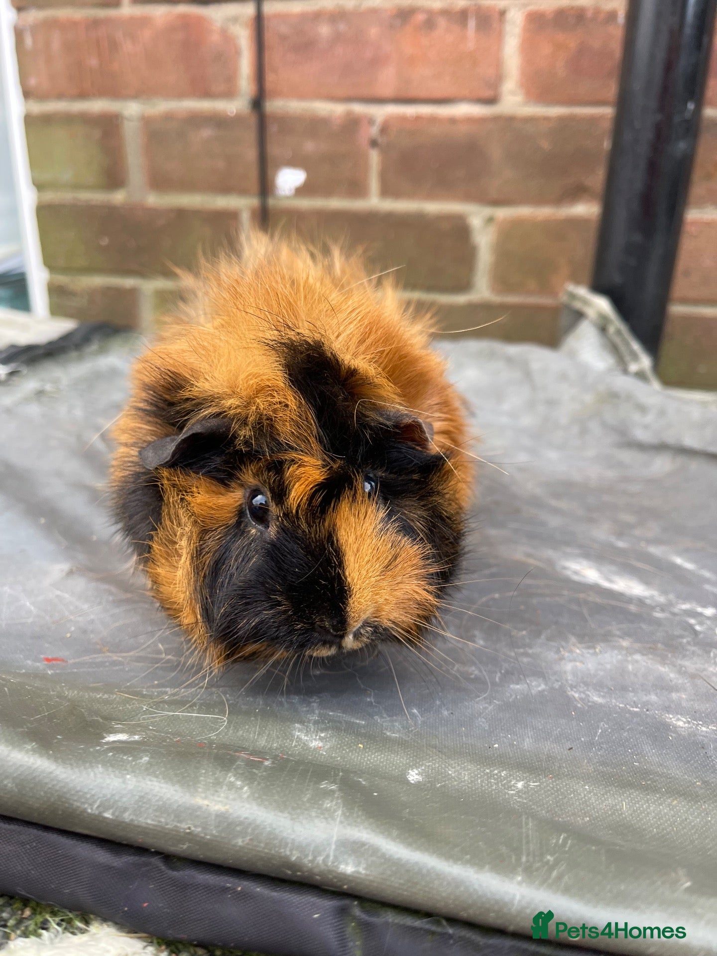 Guinea Pig rodents Fudge the Guinea Pig Looking For New Home.  - Advert 1