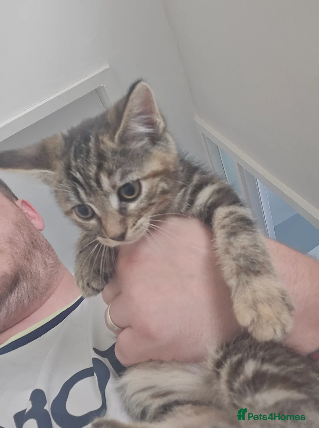 Mixed Breed cats for sale: 2 male 2 female Kittens - Advert 2
