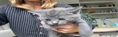 Grey Boy