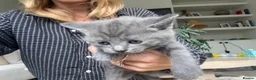 British Shorthair cats for sale: Our British Shorthair has had 5 Beautiful Kittens - Advert 28