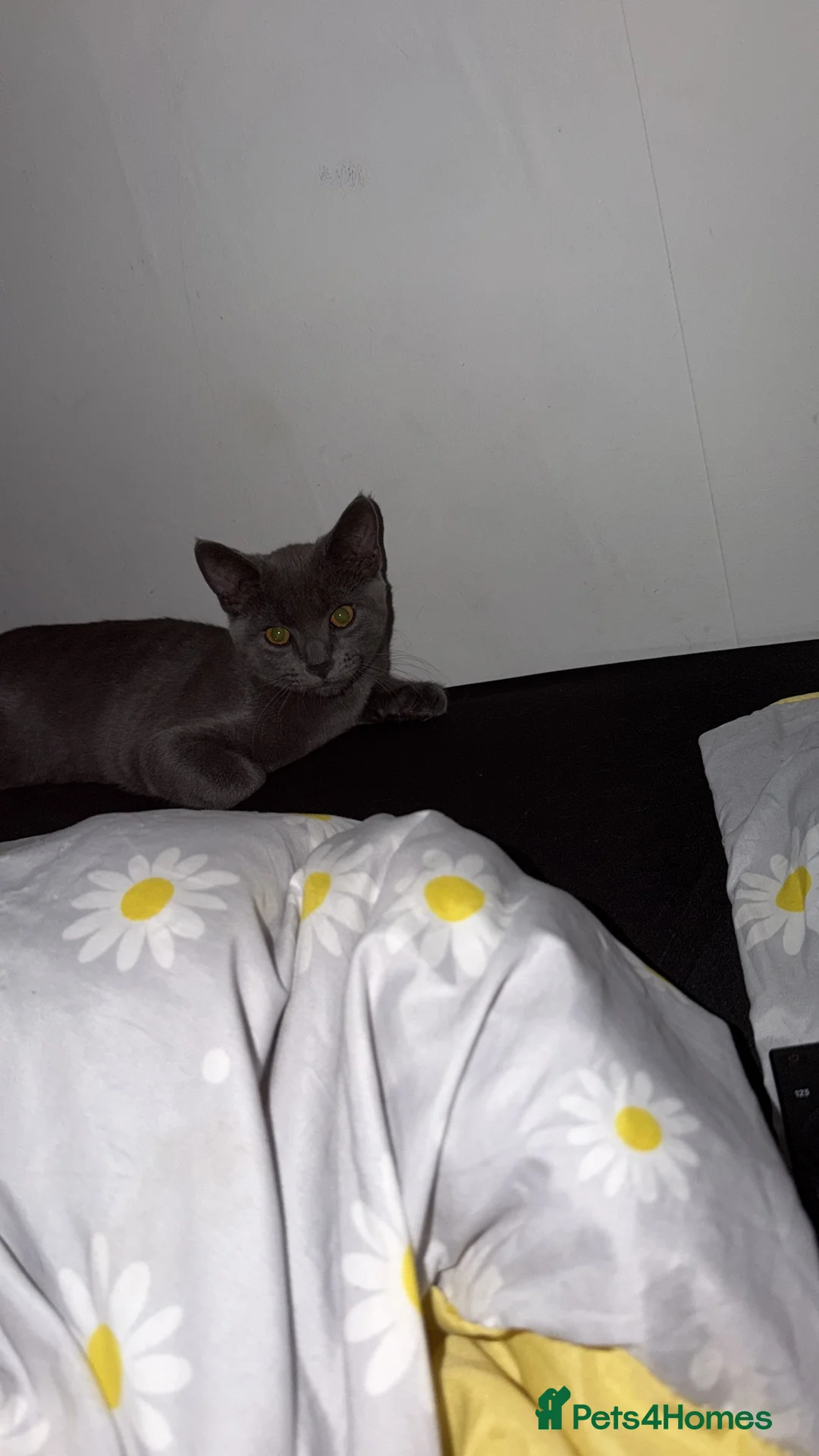 Mixed Breed cats for sale: Give a way  in Great Yarmouth - Advert 1