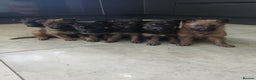 German Shepherd dogs for sale: German shepherd pups now ready for their new homes - Advert 5