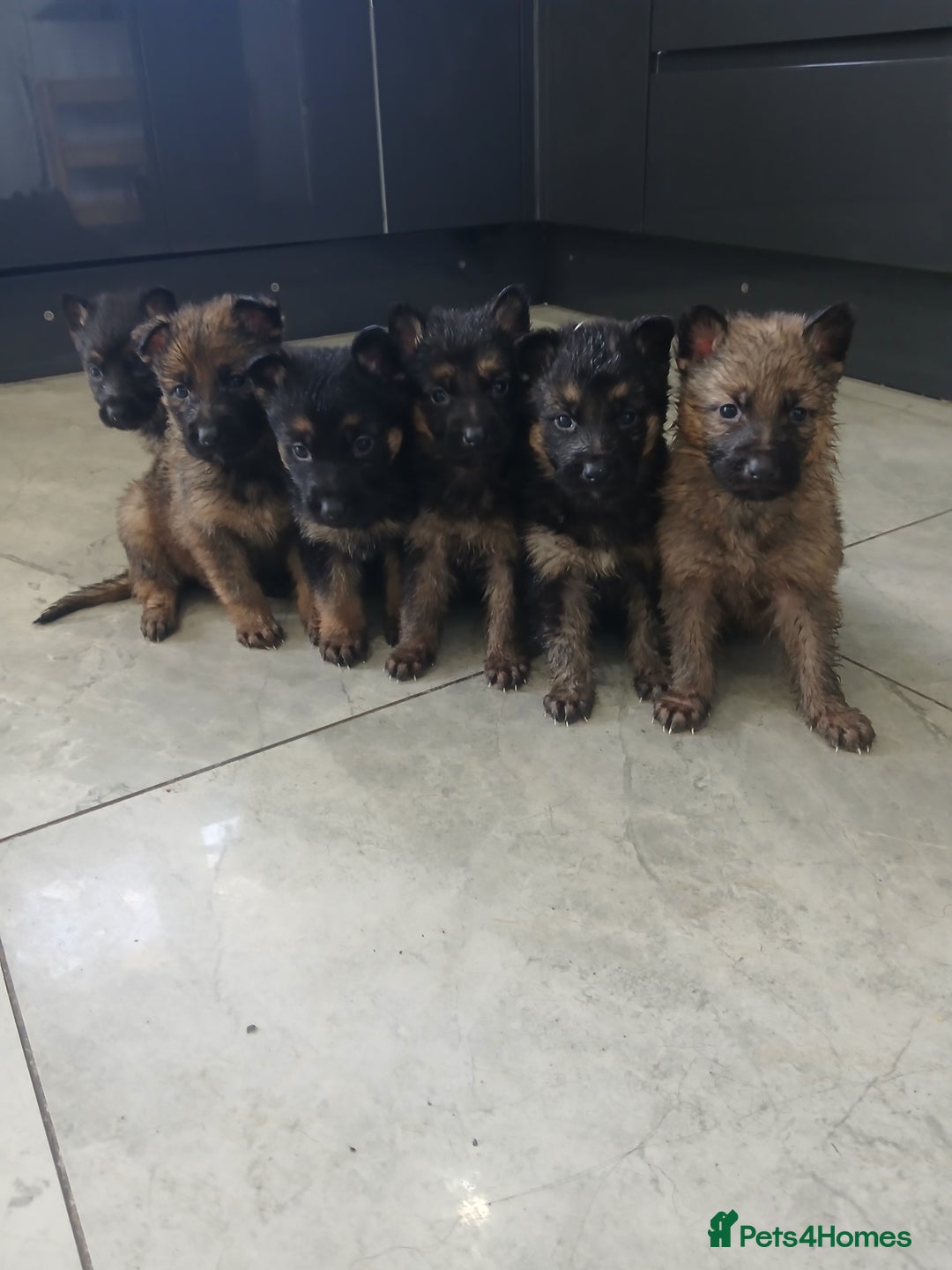 German Shepherd dogs for sale: German shepherd pups now ready for their new homes - Advert 5