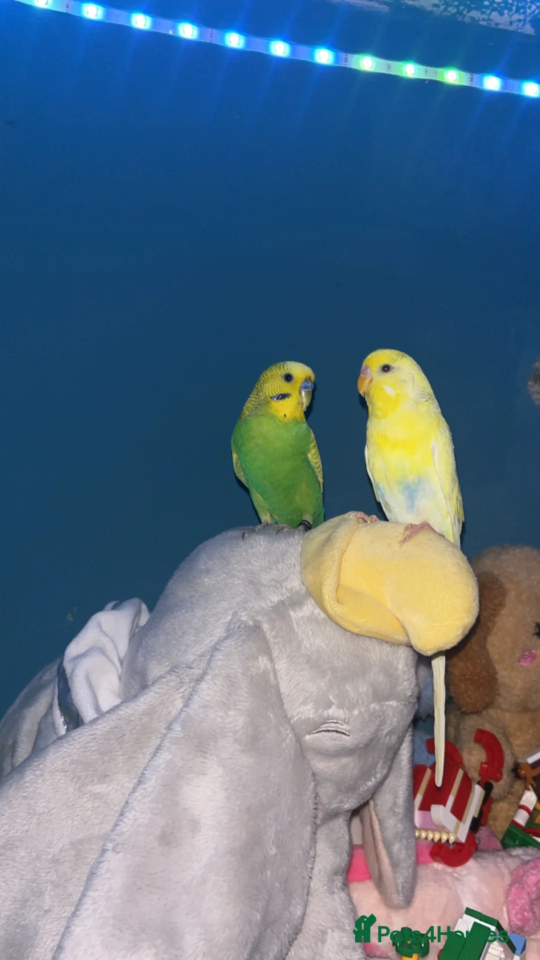 Budgerigars birds for sale: 2 Budgies for sale come with cage  in Halifax - Advert 2