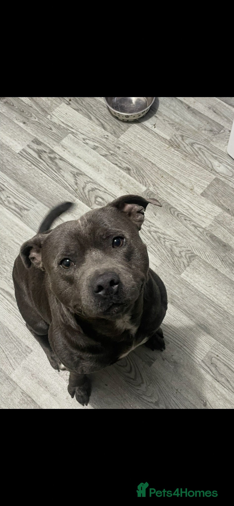 Staffordshire Bull Terrier dogs Blue boy - Advert 1