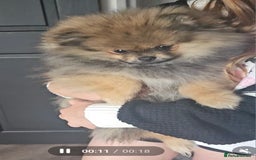 Pomeranian dogs for sale: Teddy bear faced pom  - Image 4