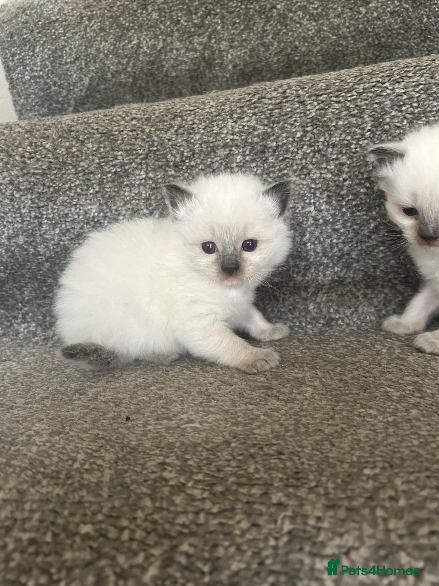Ragdoll cats Ragdoll kitten for sale  - Advert 1
