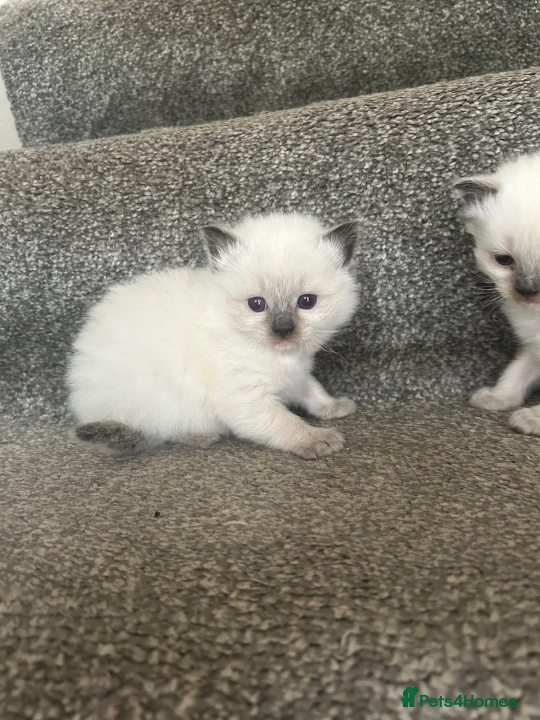 Ragdoll cats for sale: Ragdoll kitten for sale  - Advert 1