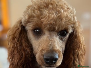 Miniature Poodle dogs Red, is a gentle, loving, confident lad. - Advert 5