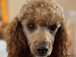 Miniature Poodle dogs Red, is a gentle, loving, confident lad. - Advert 12