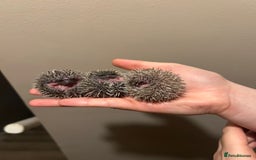 Pygmy Hedgehog rodents for sale: 3x male hoglets  - Image 1