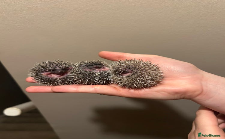 Pygmy Hedgehog rodents - Advert 2
