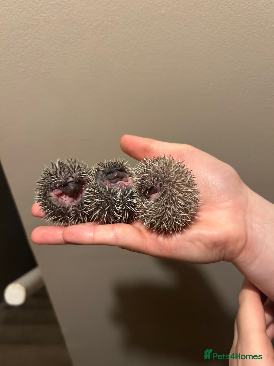 Pygmy Hedgehog rodents for sale: 3x male hoglets  - Image 1