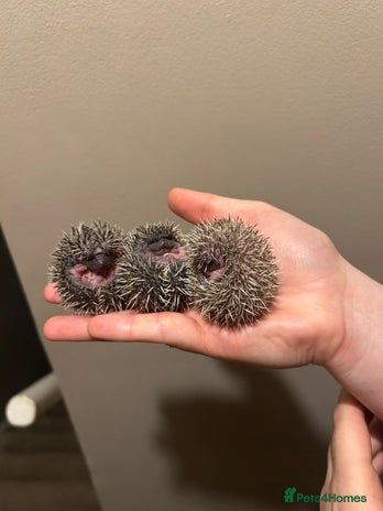 Pygmy Hedgehog rodents - Advert 14