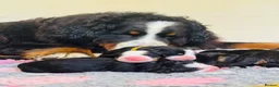 Bernese Mountain Dog dogs for sale: Beautiful Bernese Mountain Dog Puppies in Eye - Advert 1