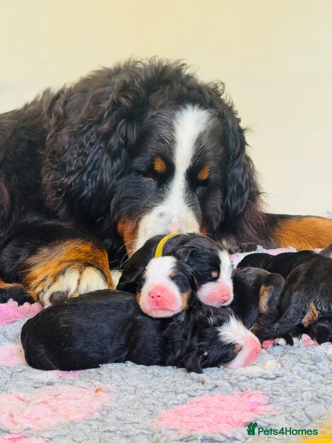 Bernese Mountain Dog dogs for sale: Beautiful Bernese Mountain Dog Puppies in Eye - Advert 1