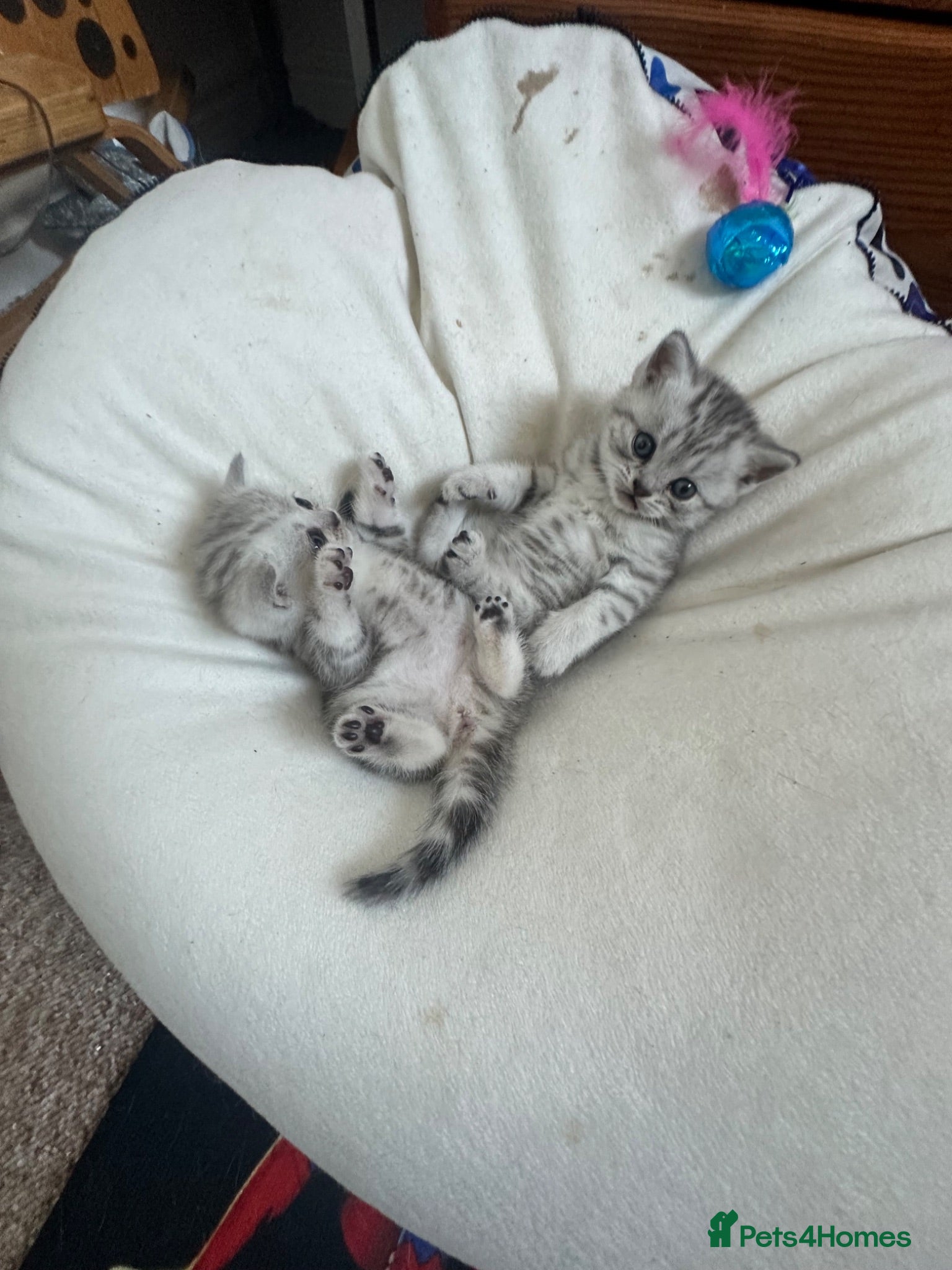 British Shorthair cats Boy girl and mum for sale British short hair - Advert 12