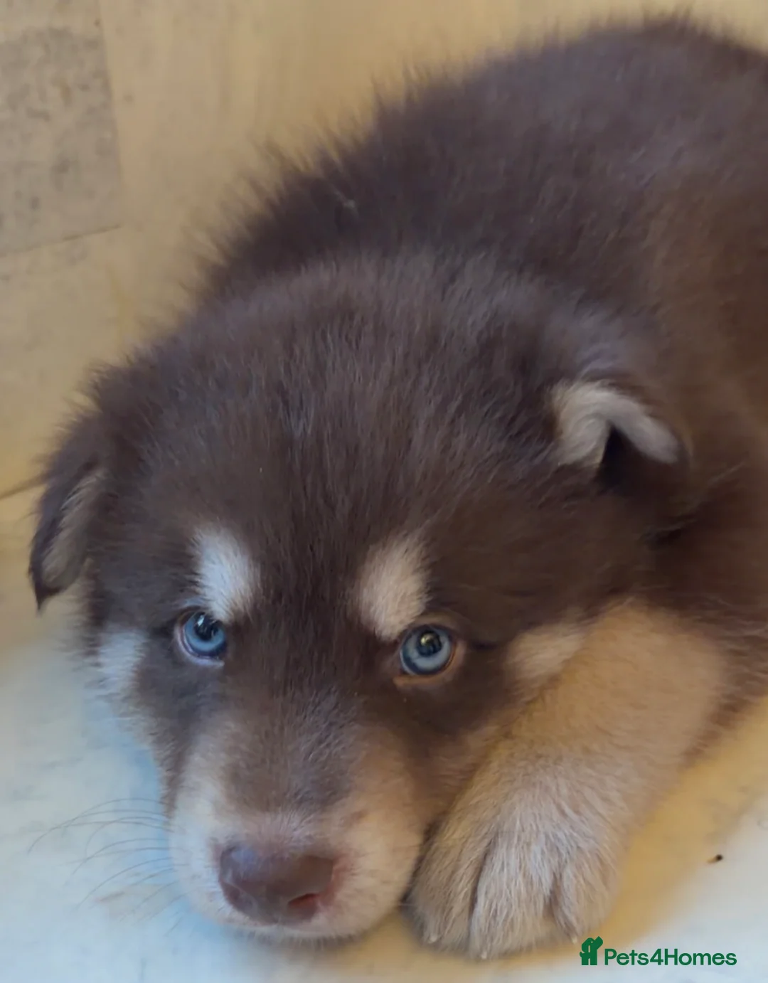 Shepsky dogs for sale: Northern innuit puppies - Advert 9