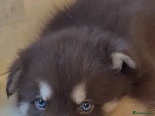 Shepsky dogs Northern innuit puppies - Advert 18