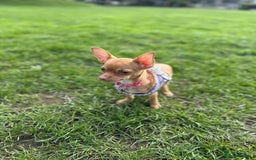 Chihuahua dogs for sale: Female chihuahua pup - Image 3