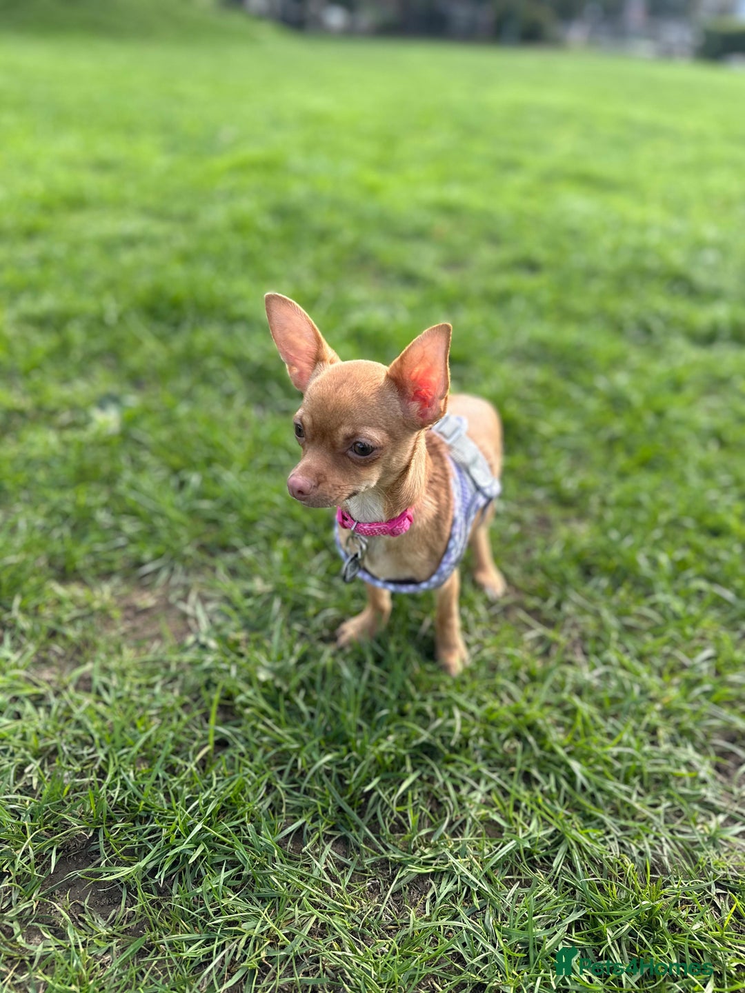 Chihuahua dogs for sale: Female chihuahua pup - Image 3