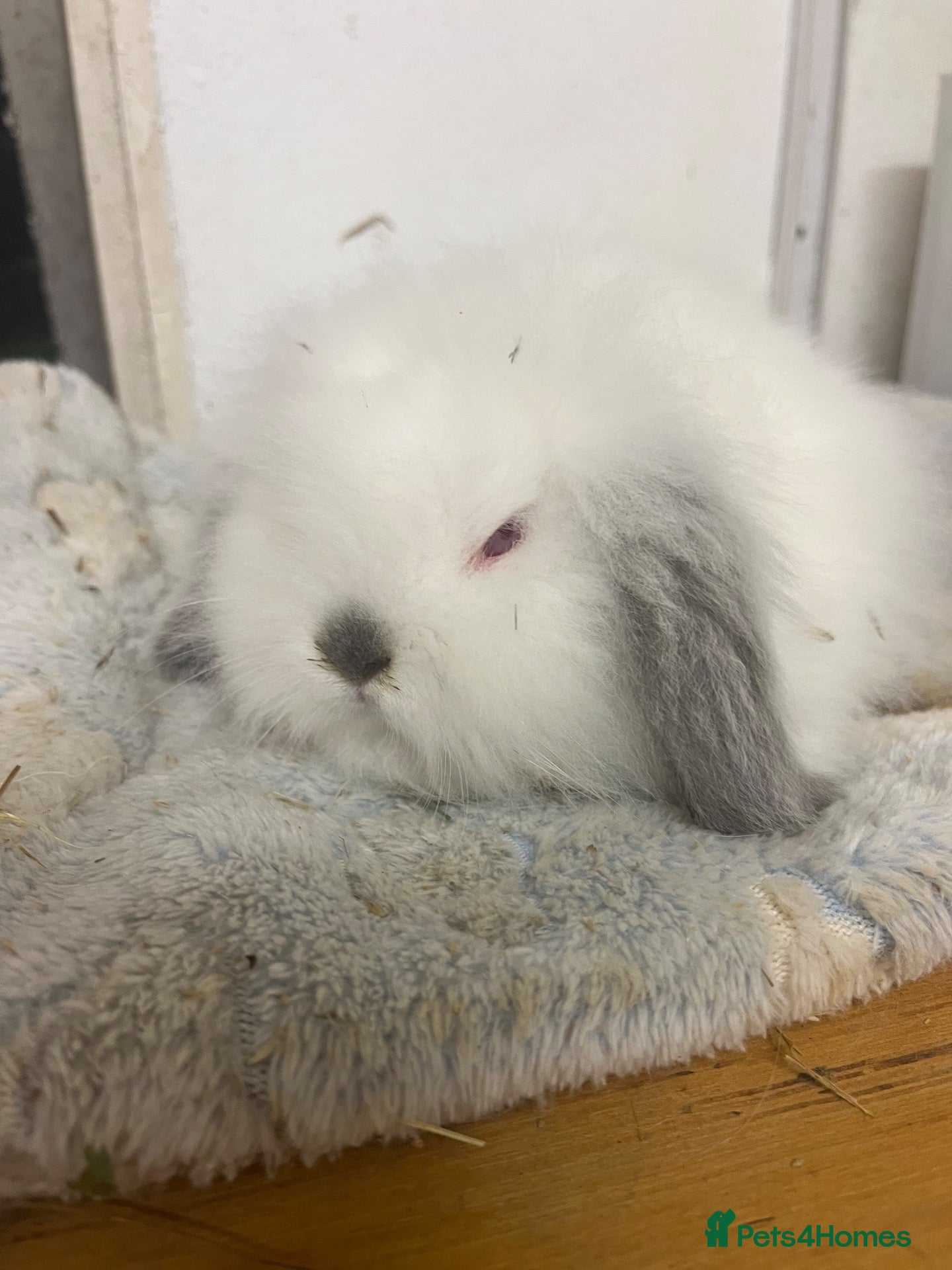 Mini Lion Lop rabbits Ready this weekend 18/19/20th Sept - Advert 11