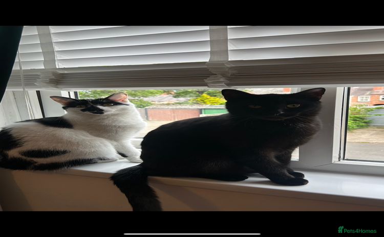 Domestic Shorthair cats - Advert 8