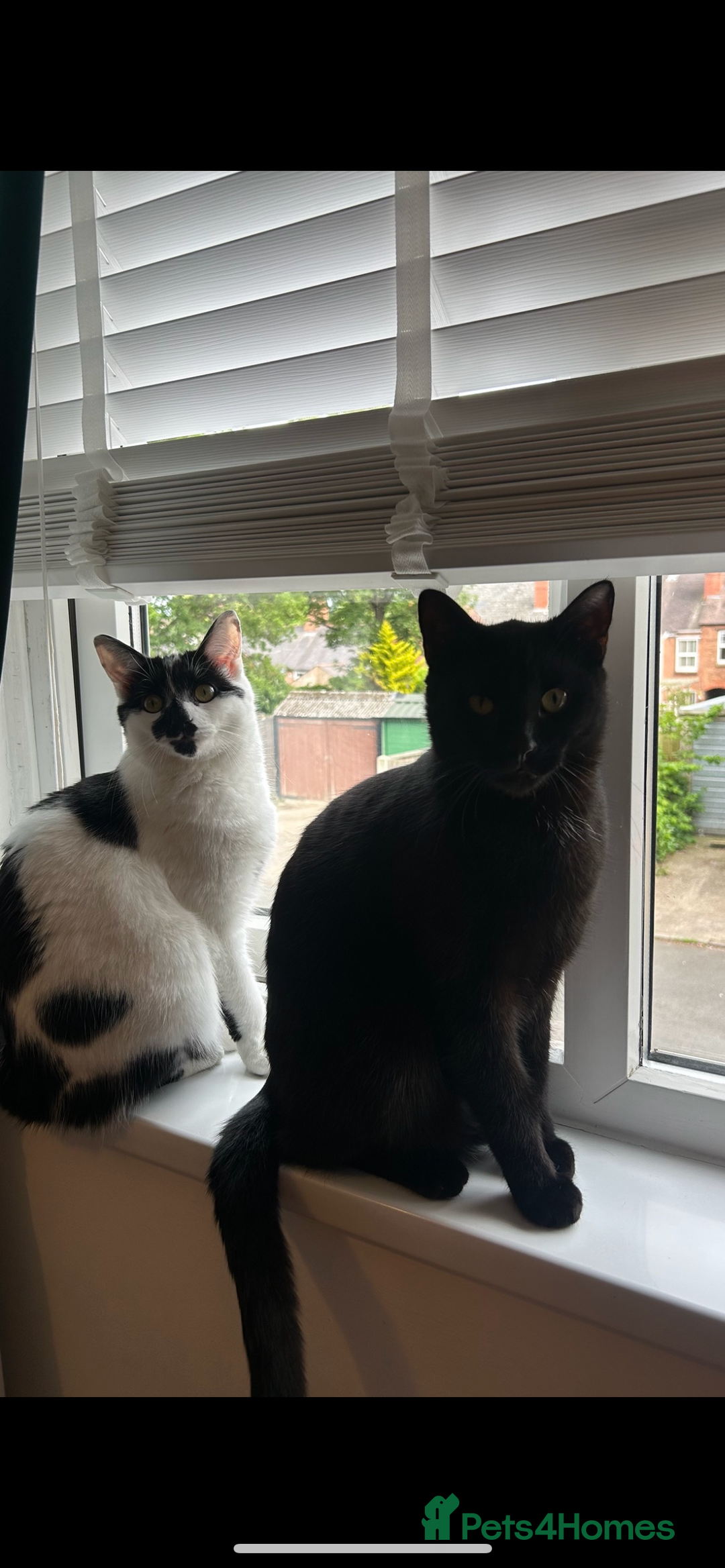 Domestic Shorthair cats for sale: Two cats male and female lovely need loving home  - Image 1