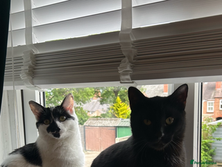 Domestic Shorthair cats - Advert 14