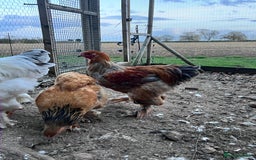 Hens poultry for sale: Rare Buff Brahma Boys-calm and stunning - Image 4