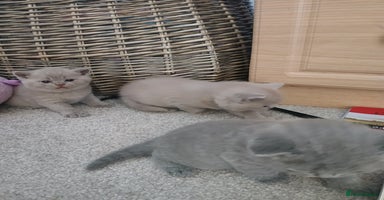 British Shorthair cats - Advert 1