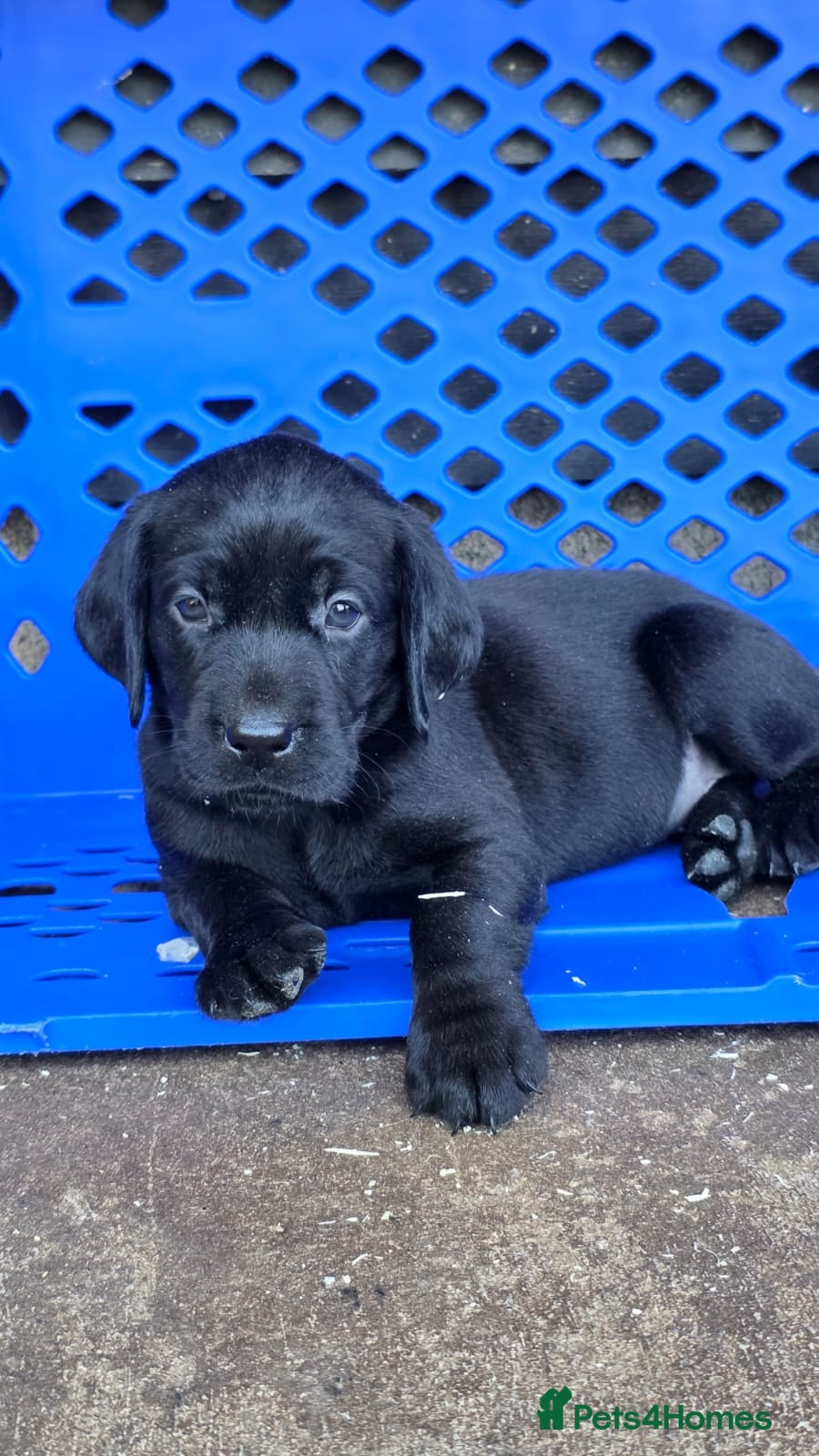Labrador Retriever dogs Playful litter of gorgeous labradors,health tested - Advert 3